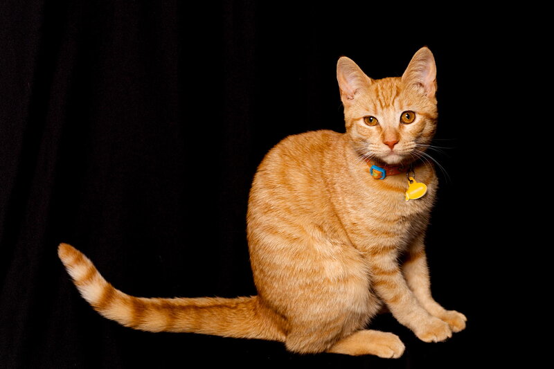 Orange Tabby Cat — Neutral, Photograph, Collar, Bell, Black Background