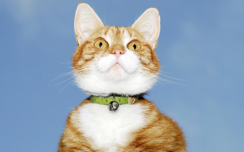 Orange Tabby Cat — Neutral, Photograph, Collar, Bell, Blue Background