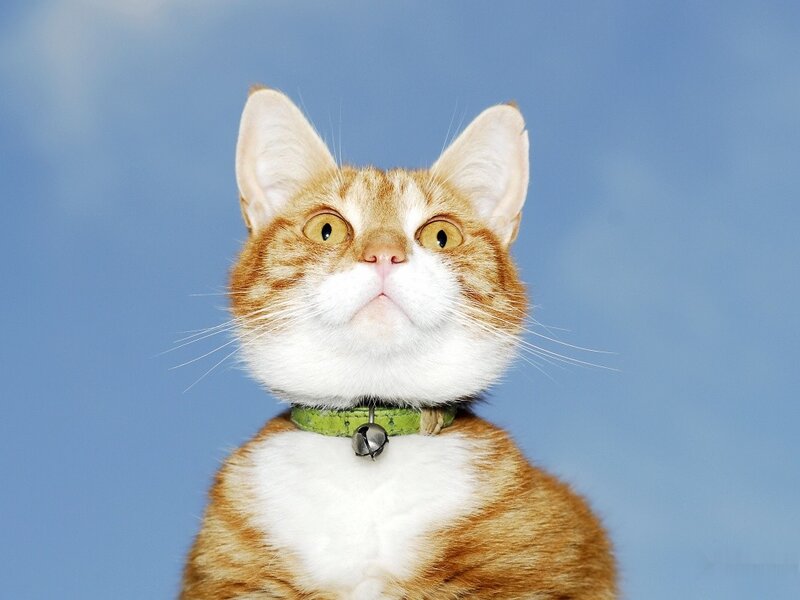 Orange Tabby Cat — Neutral, Photograph, Collar, Bell