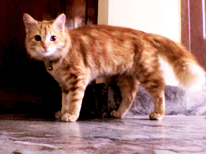 Orange Tabby Cat — Neutral, Photograph, Collar