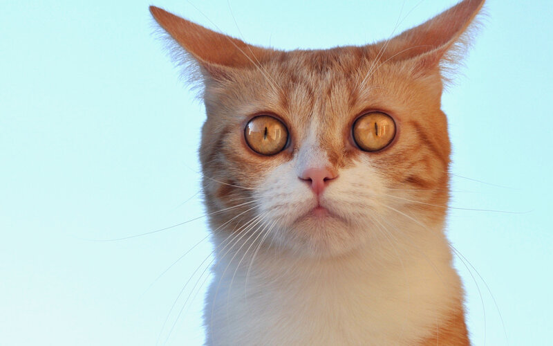 Orange Tabby Cat — Neutral, Photograph, Eyes