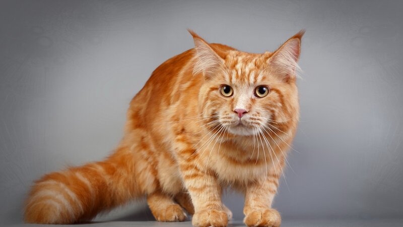 Orange Tabby Cat — Neutral, Photograph, Gray Background