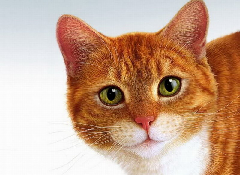 Orange Tabby Cat — Neutral, Photograph, Green Eyes