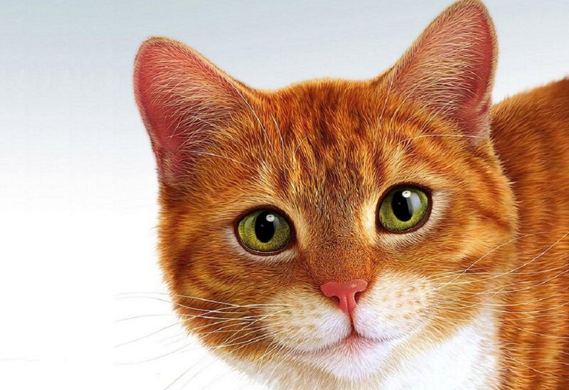 Orange Tabby Cat — Neutral, Photograph, Green Eyes, White Muzzle