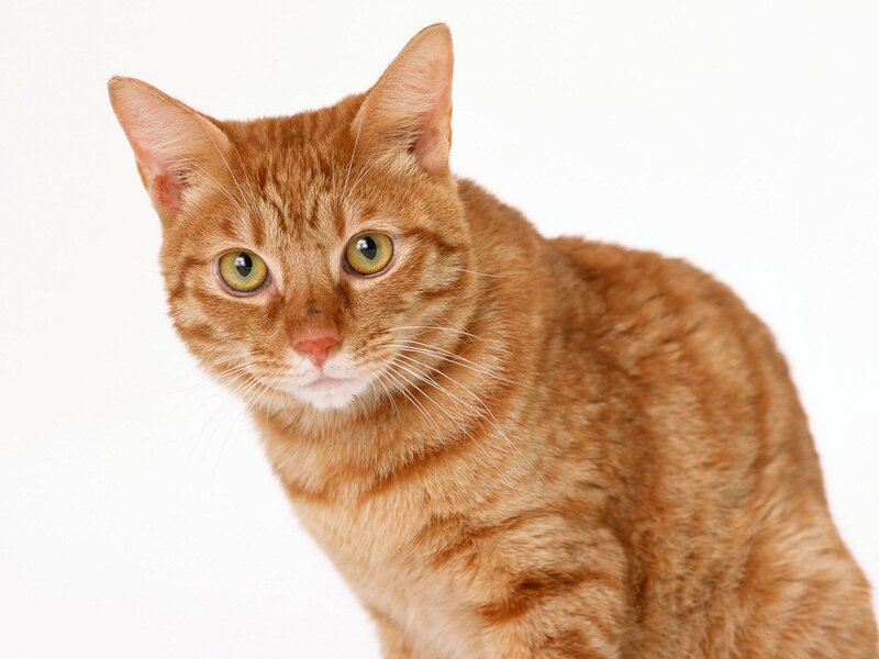 Orange Tabby Cat — Neutral, Photograph