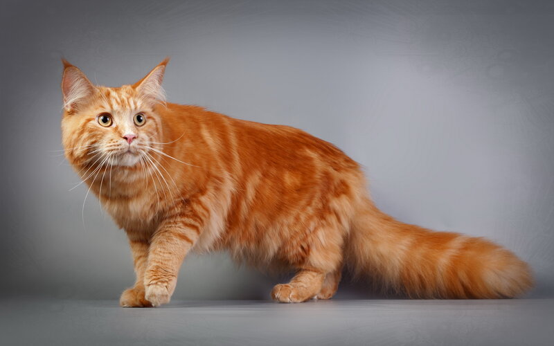 Orange Tabby Cat — Neutral, Photograph, Whiskers