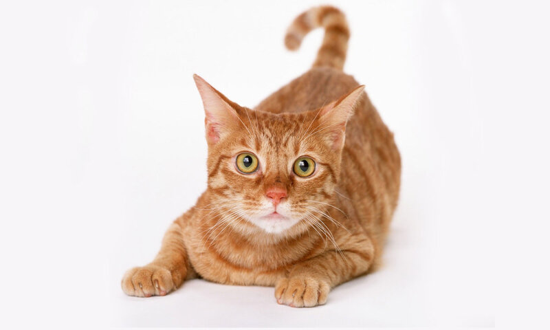 Orange Tabby Cat — Neutral, Photograph, White Background