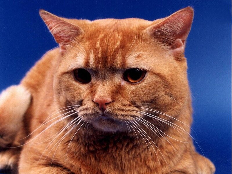 Orange Tabby Cat — Neutral