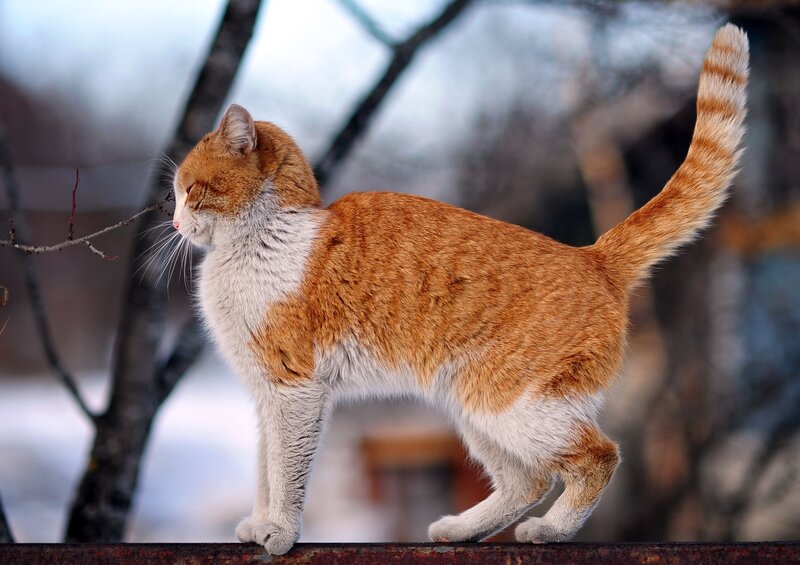 orange tabby cat on a fence