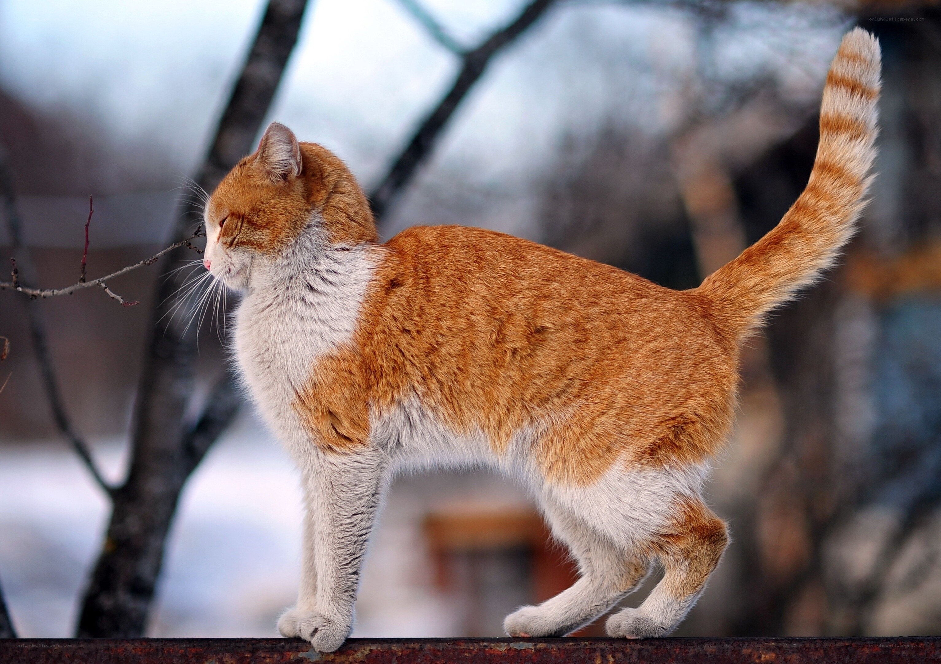 orange tabby cat on a fence