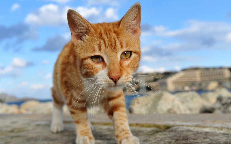 orange tabby cat on a pier