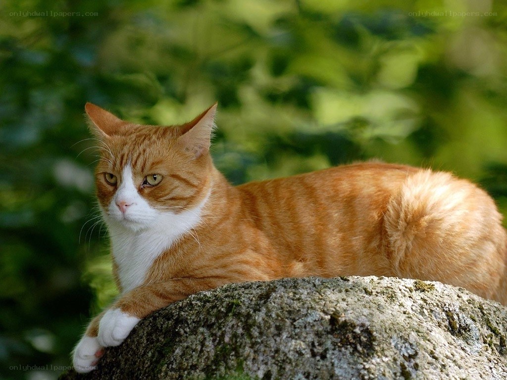 orange tabby cat on a rock