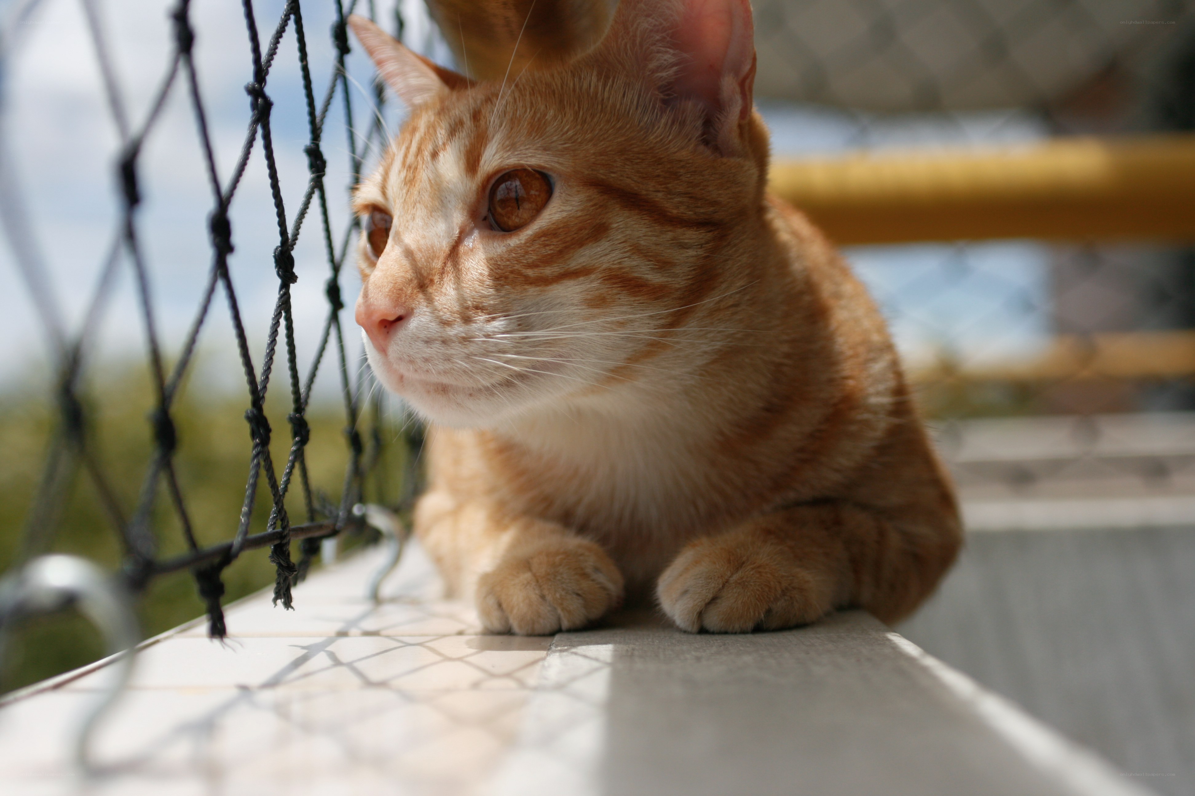Orange tabby cat on balcony