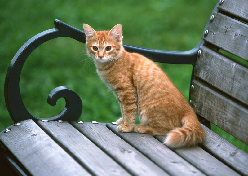 orange tabby cat on bench