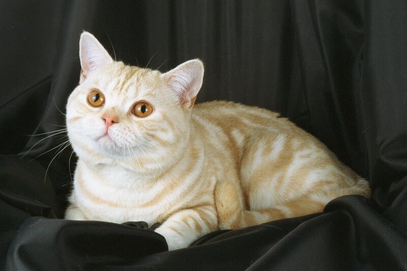 orange tabby cat on black fabric