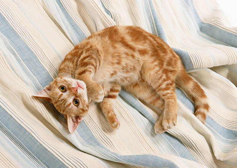 orange tabby cat on blanket