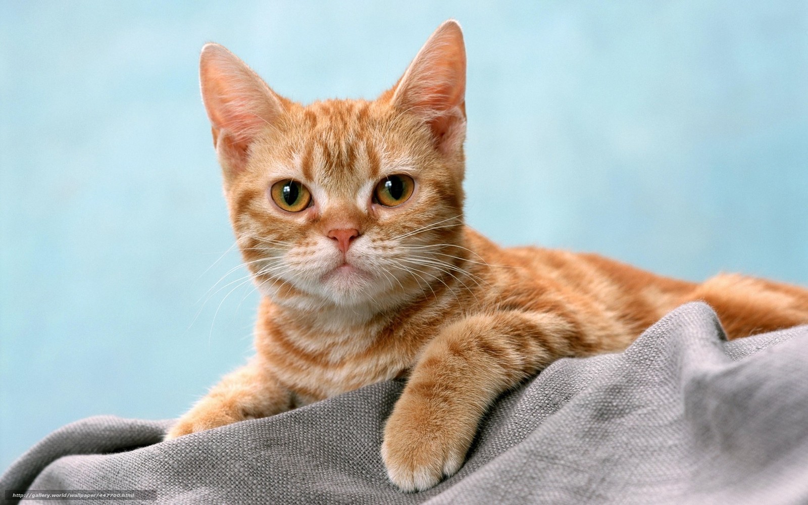 orange tabby cat on blanket