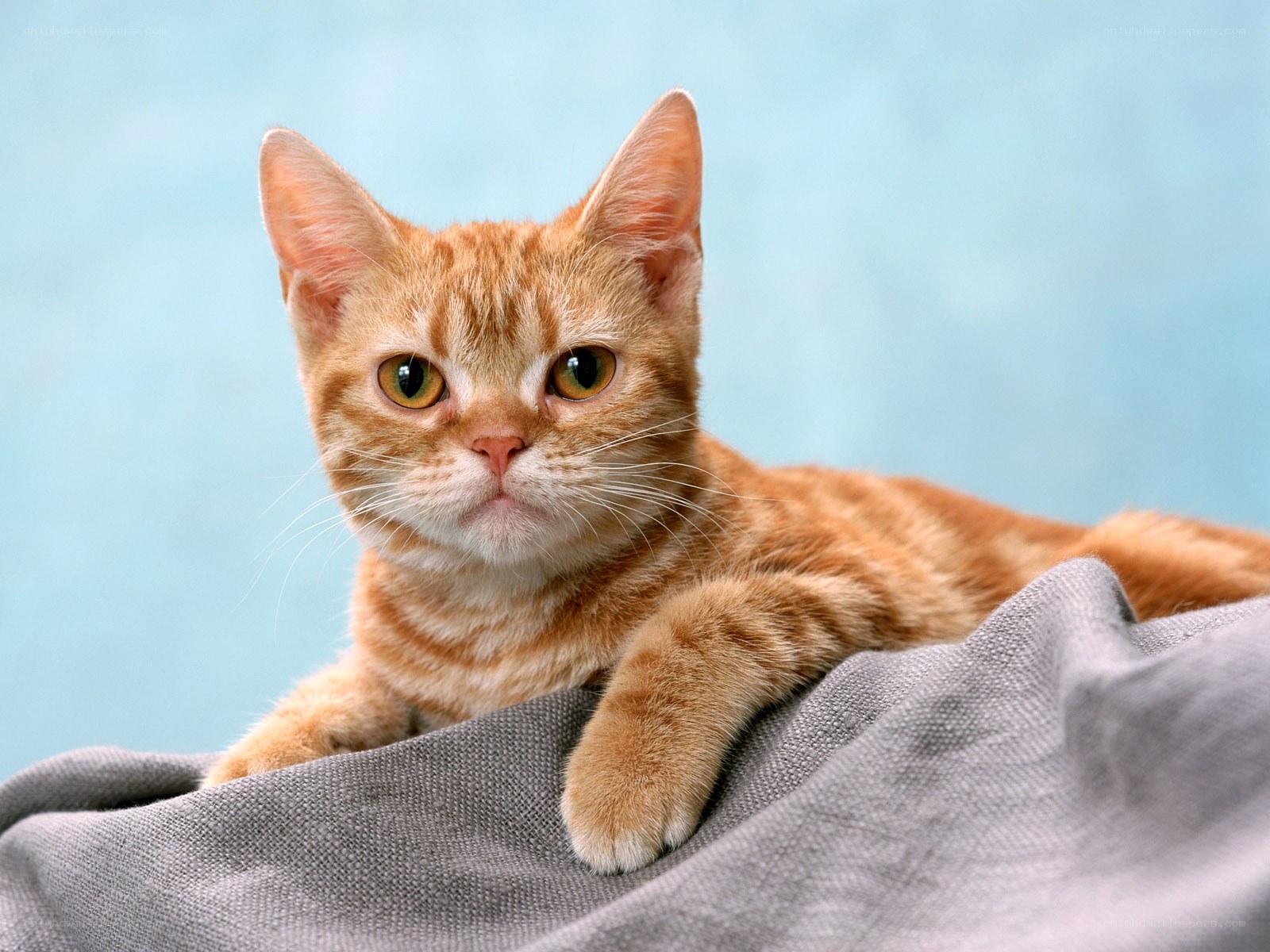 orange tabby cat on blanket