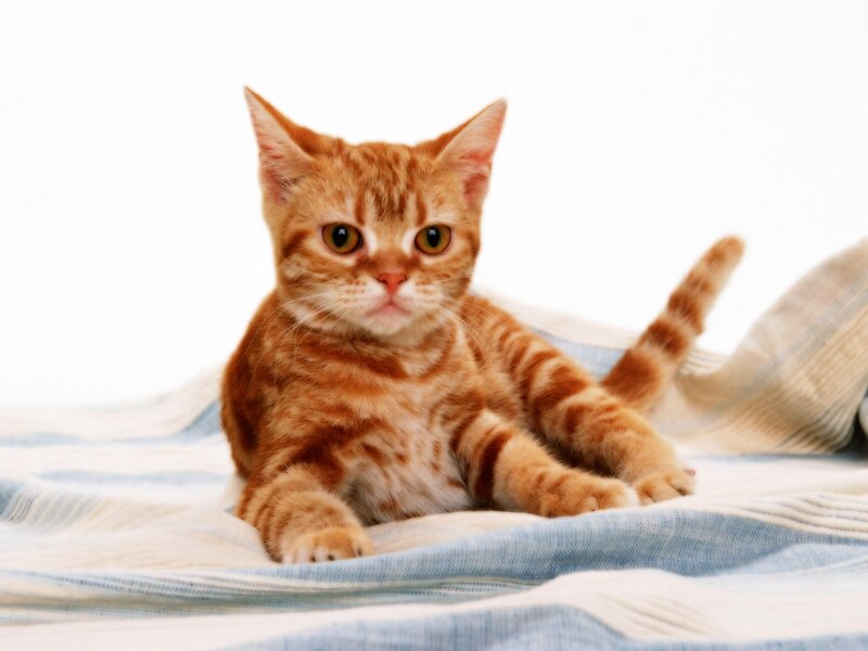 orange tabby cat on blanket