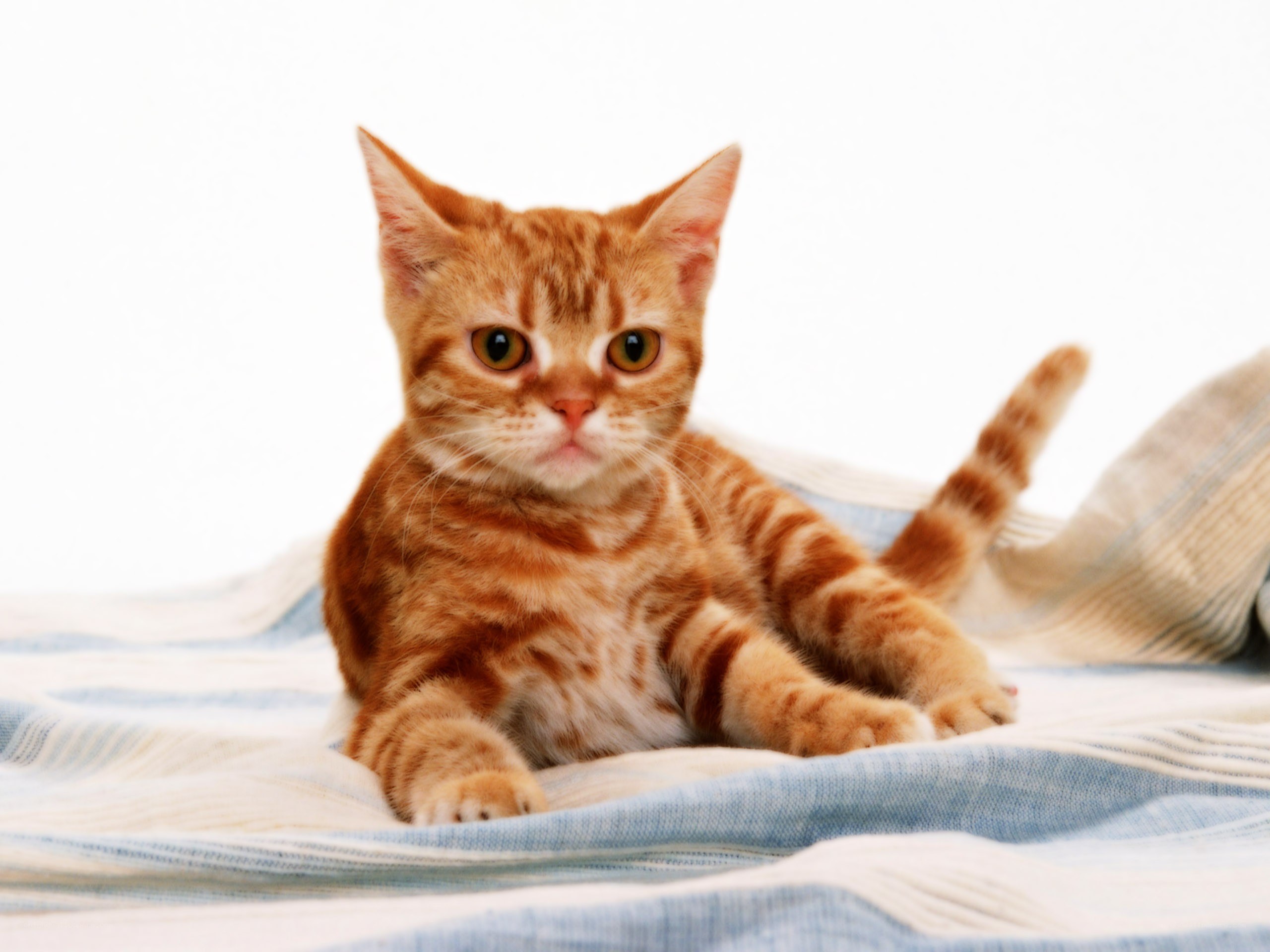 orange tabby cat on blanket