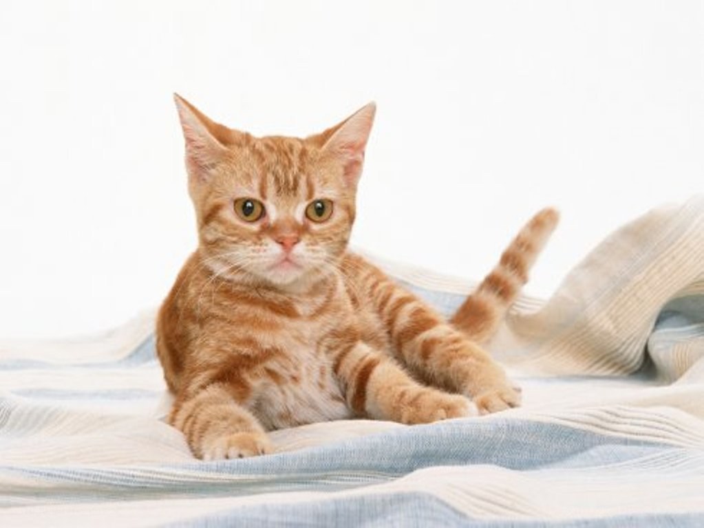 orange tabby cat on blanket