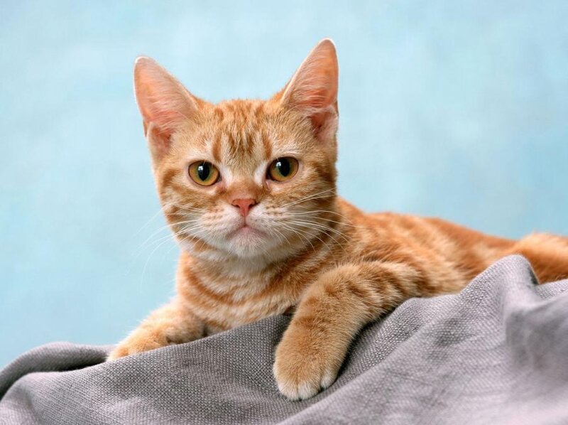 orange tabby cat on blanket
