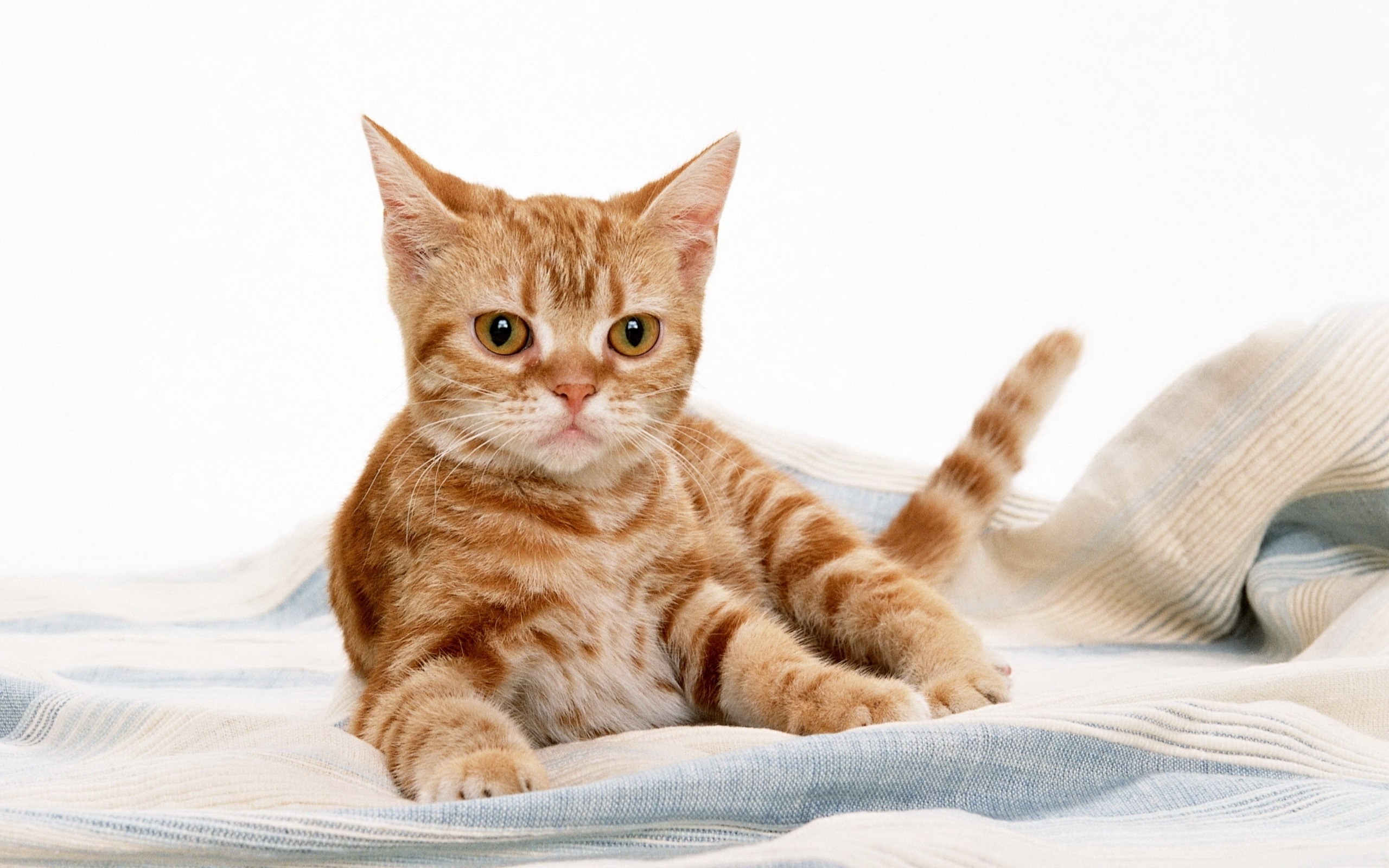 orange tabby cat on blanket