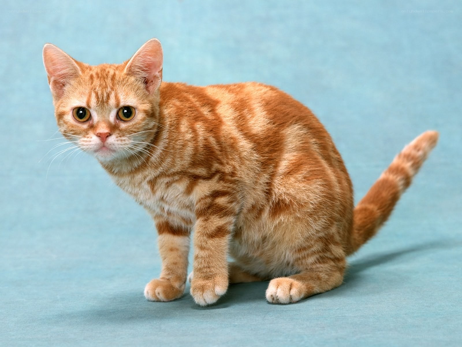 orange tabby cat on blue
