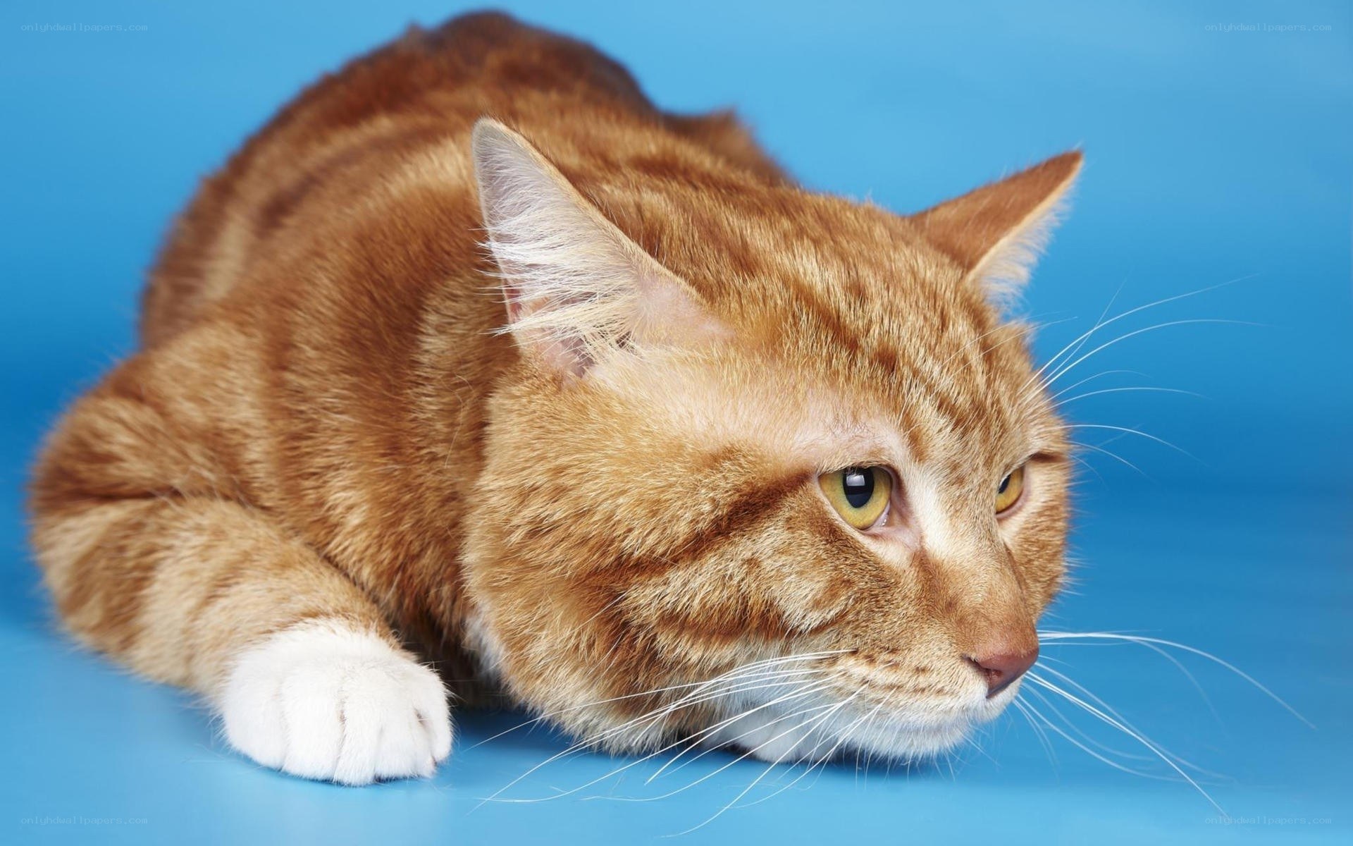 orange tabby cat on blue