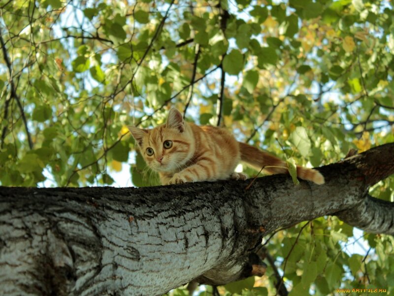 Orange Tabby Cat on Branch