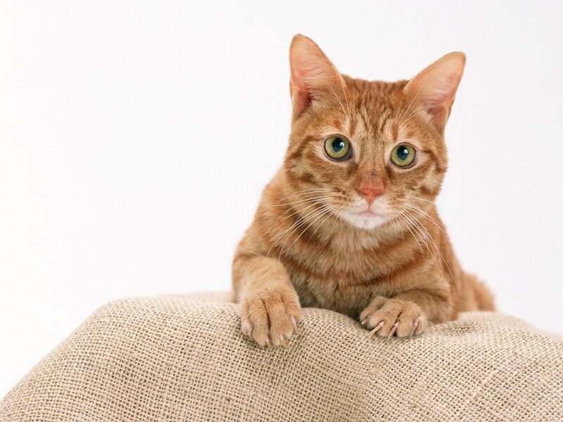 orange tabby cat on burlap