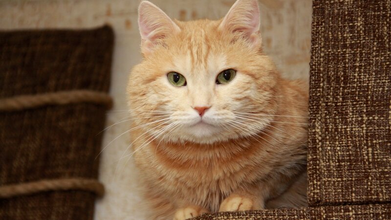 orange tabby cat on cat tree