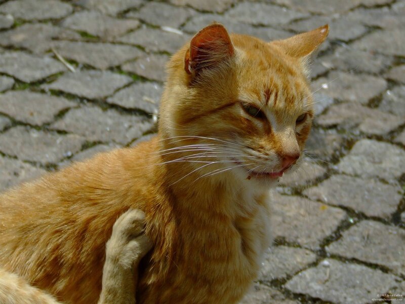 orange tabby cat on cobblestones