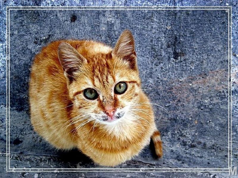 orange tabby cat on concrete