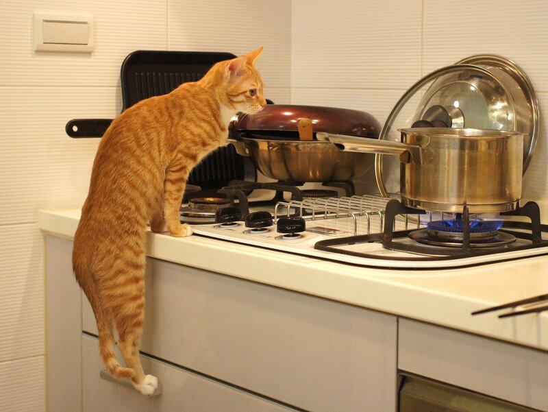Orange Tabby Cat on Counter