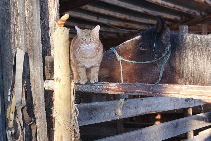 Orange Tabby Cat on Fence