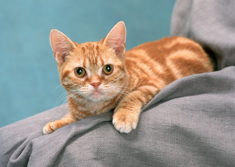 orange tabby cat on gray fabric