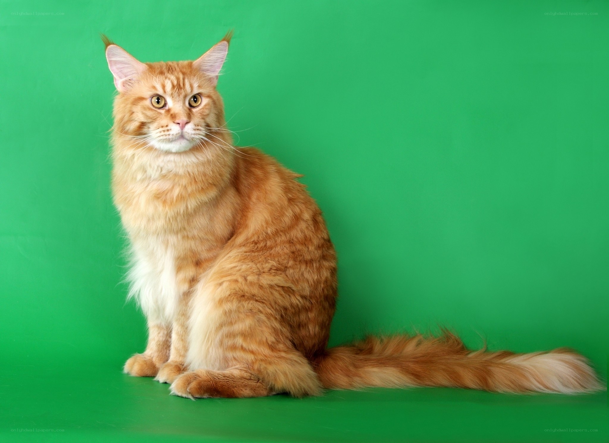 orange tabby cat on green