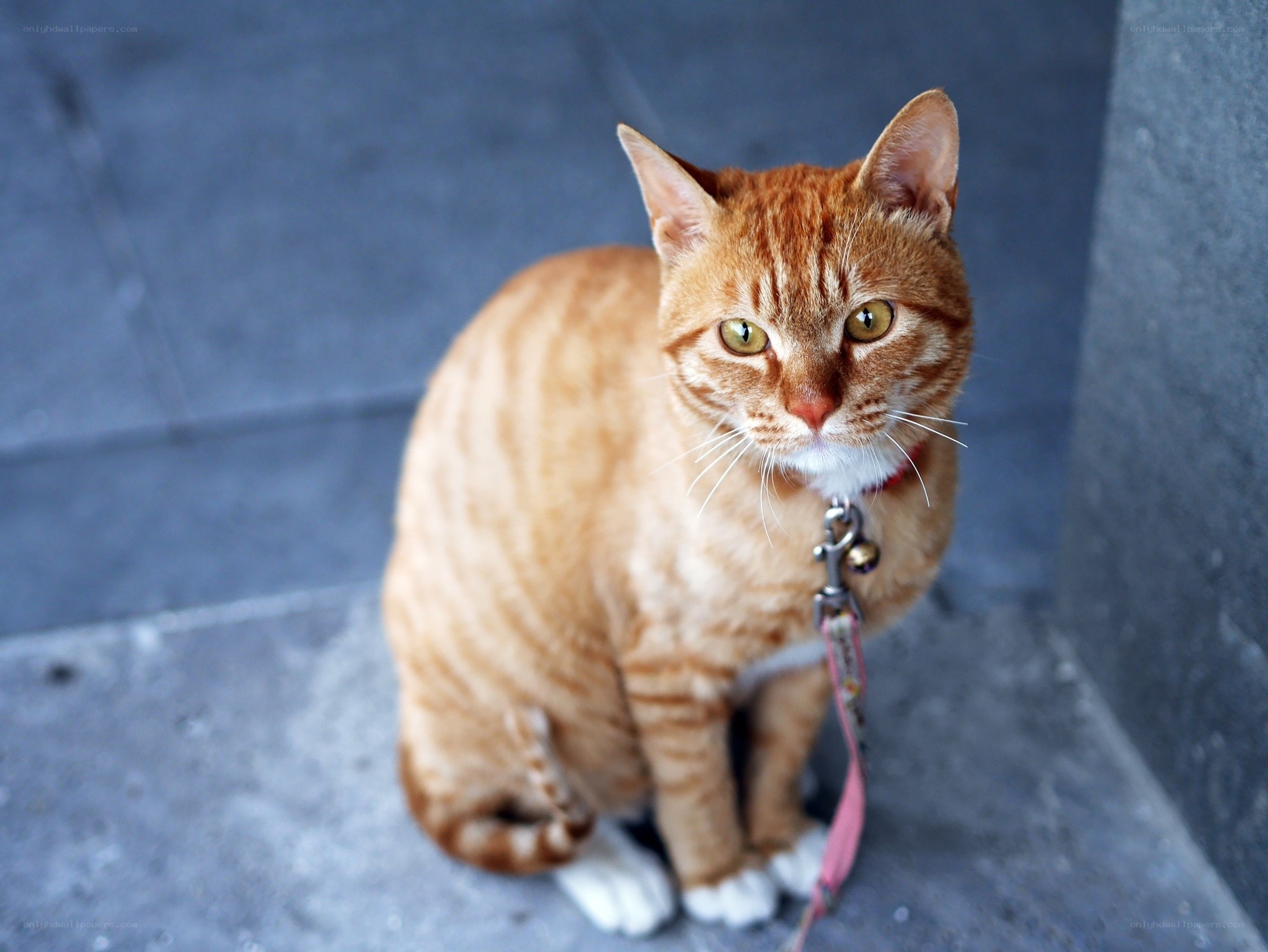 orange tabby cat on leash
