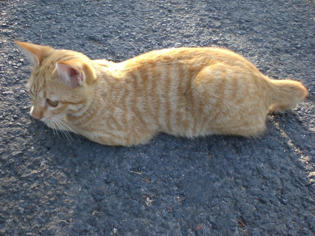 Orange tabby cat on pavement