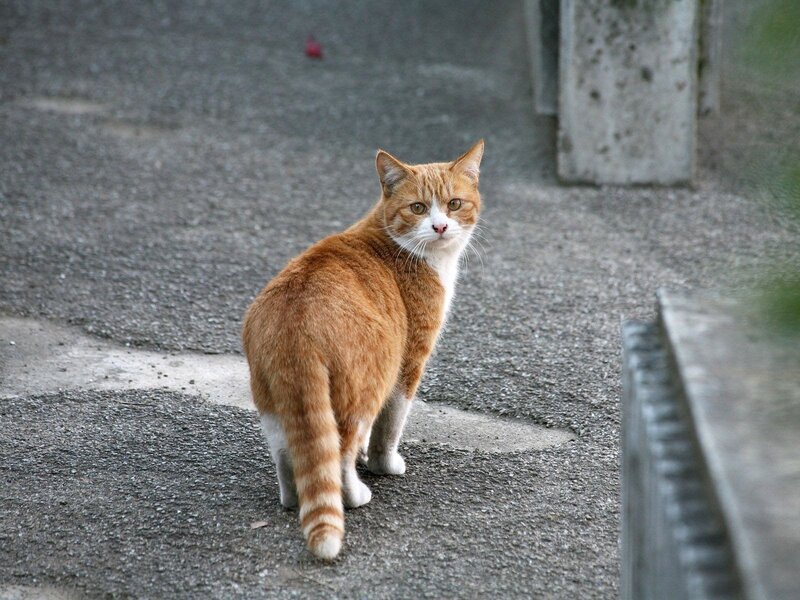 orange tabby cat on pavement