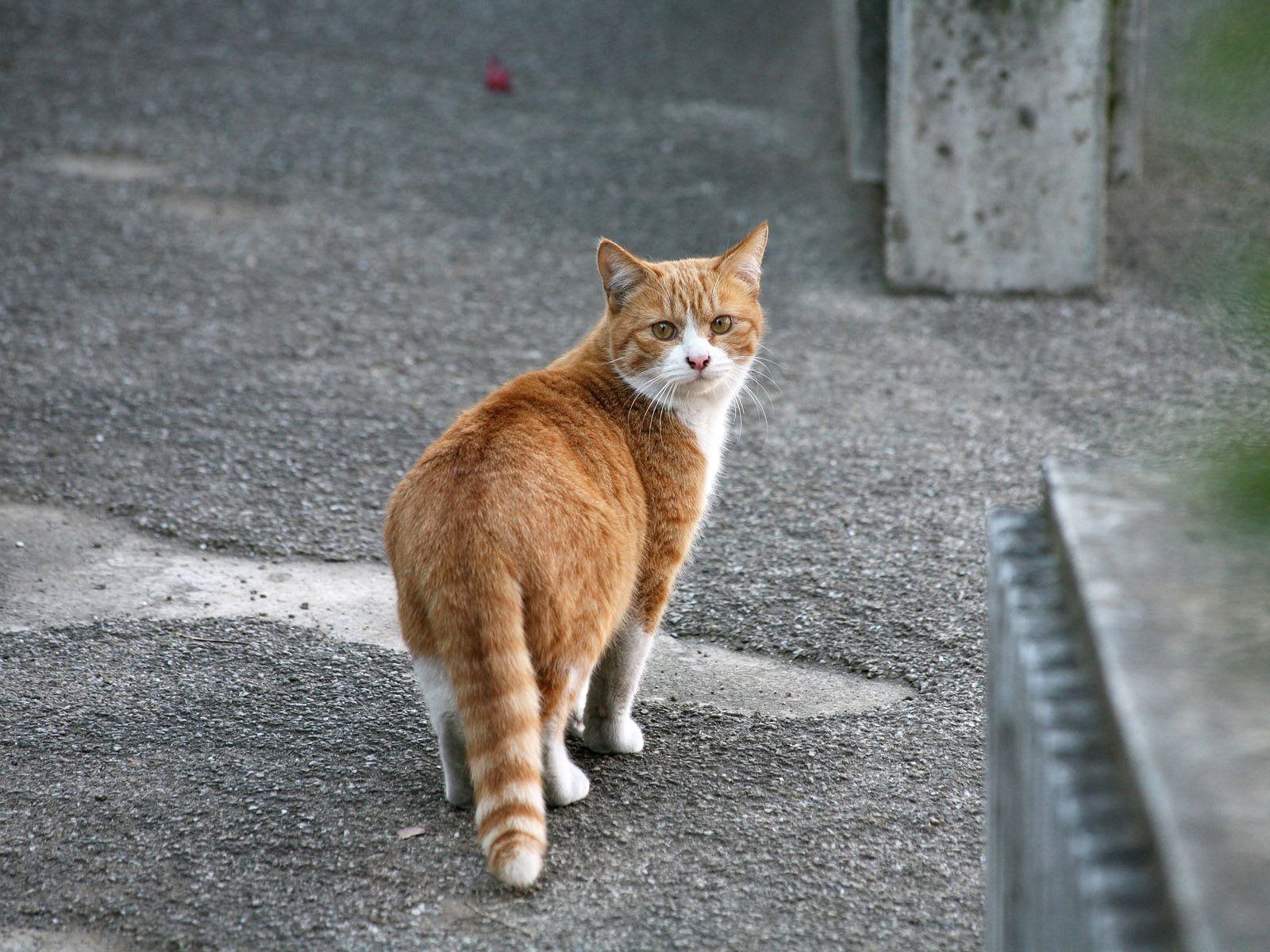 orange tabby cat on pavement