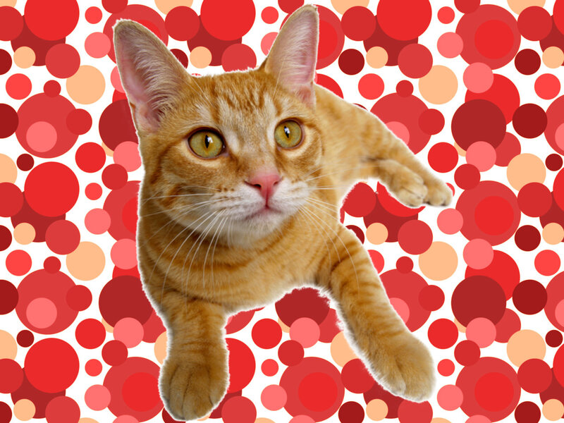orange tabby cat on red background