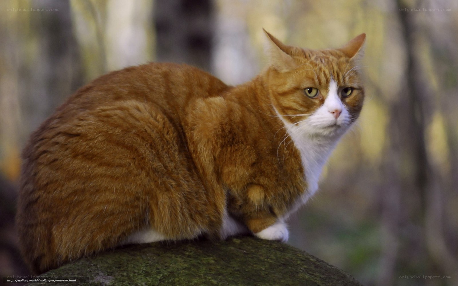 orange tabby cat on rock