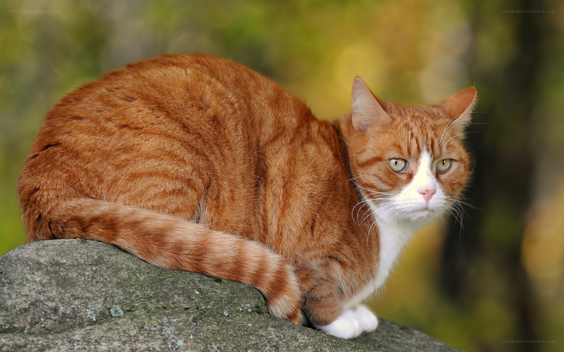 orange tabby cat on rock