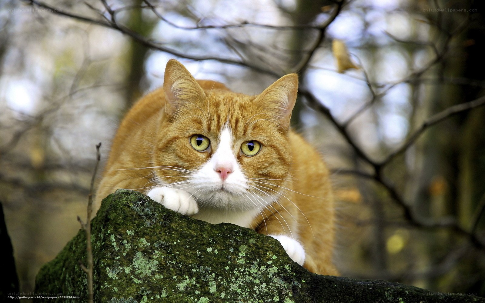 orange tabby cat on rock