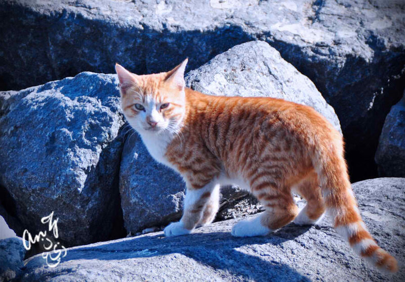 Orange tabby cat on rocks