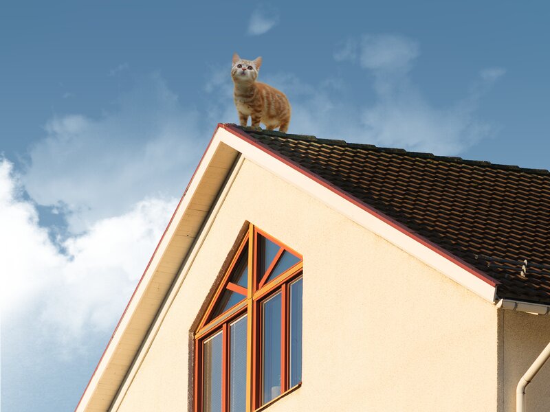 Orange Tabby Cat on Roof — Blue