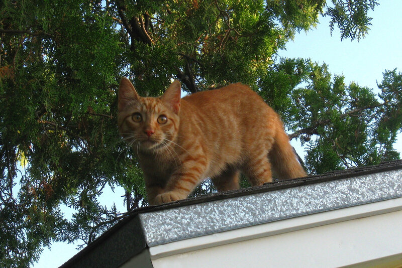 orange tabby cat on roof