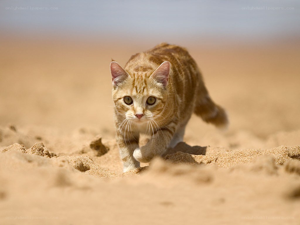 orange tabby cat on sand